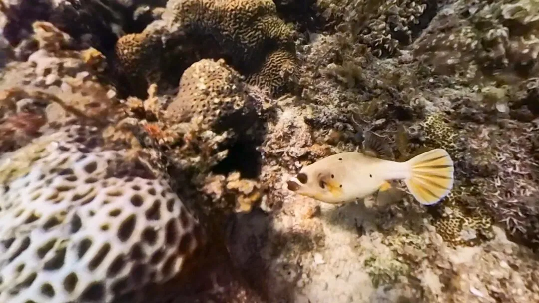 Reef fish macro coral cebu