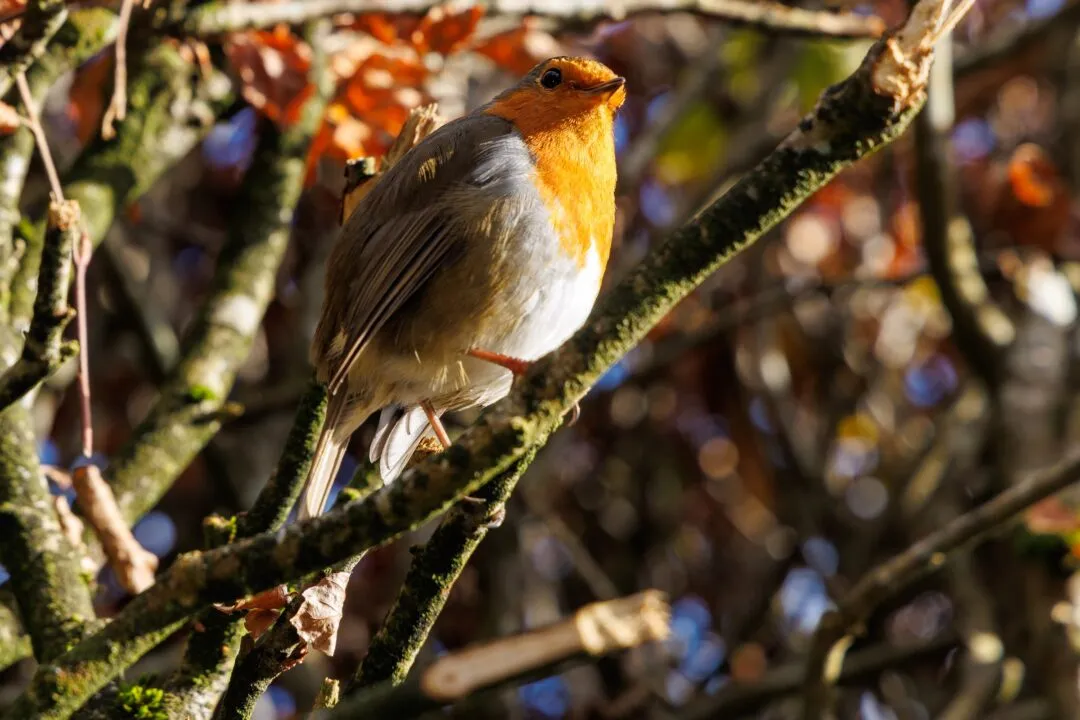 Robin branch autumn