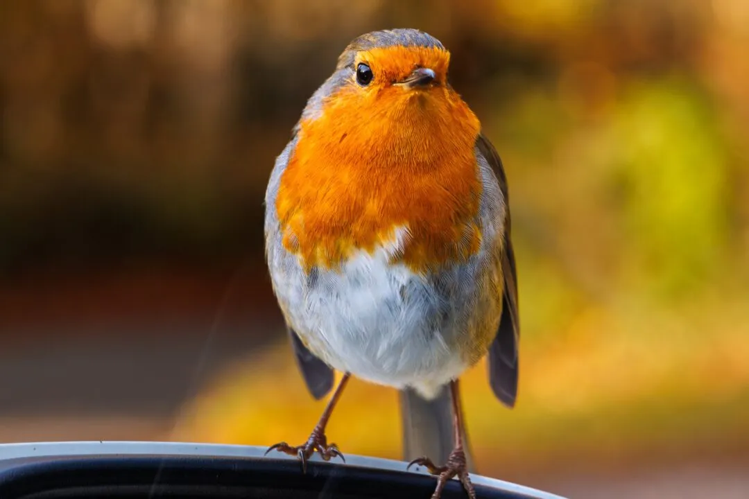 Robin portrait fairy glen