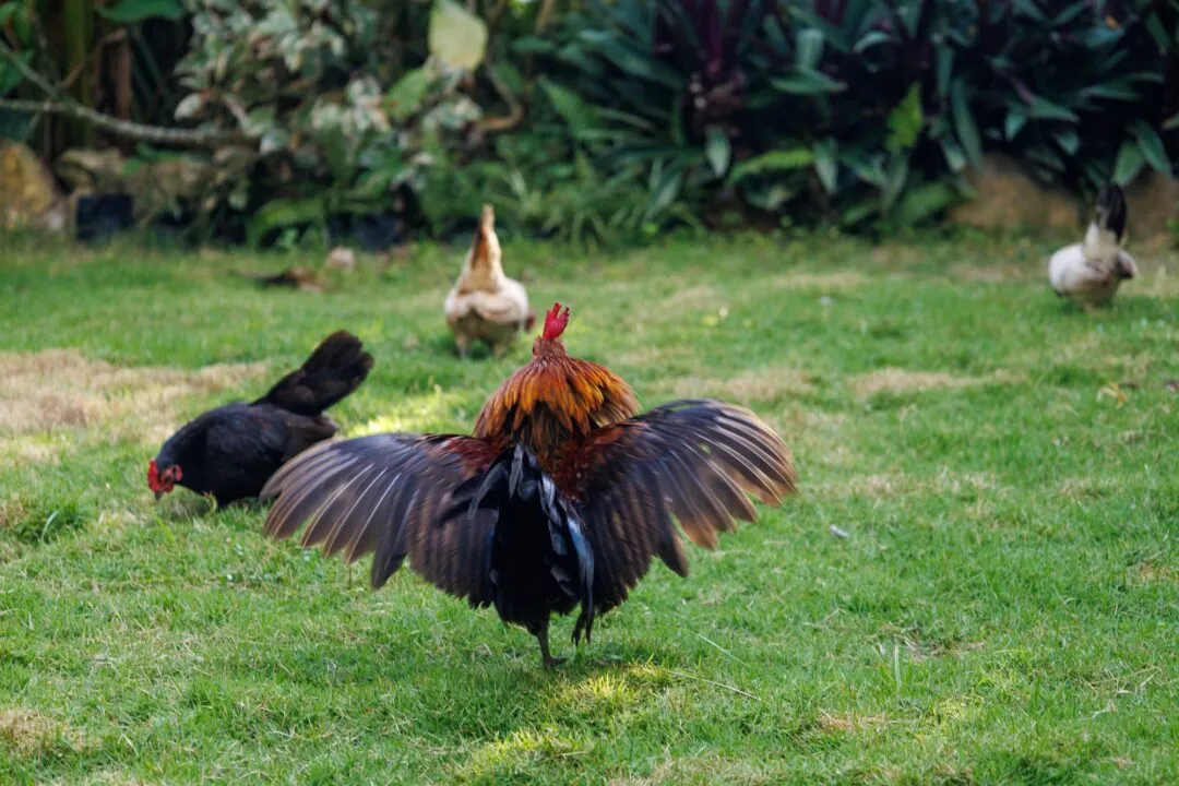 Rooster wings spread action siargao