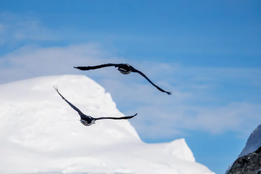 Two shags in tandem flight with wings spread symmetrically against blue sky and a snow peak, Antarctica