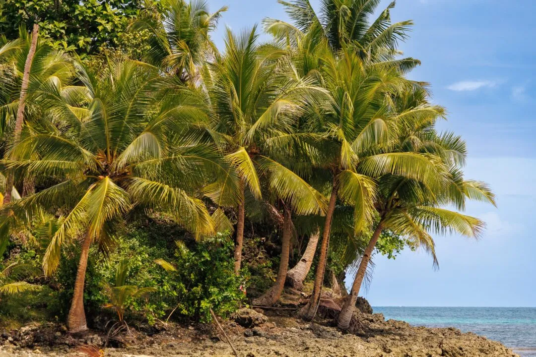 Sharp palm cluster blue sky siargao