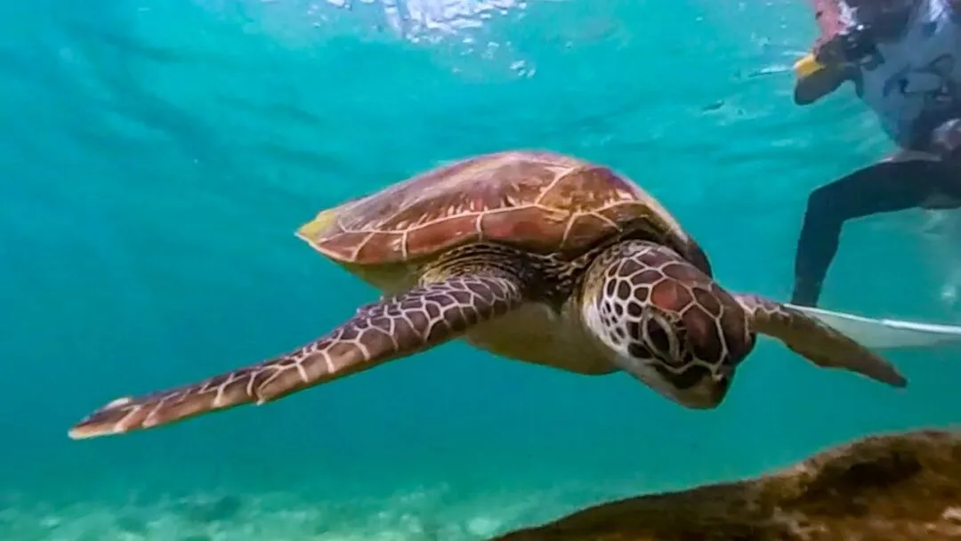 Sharp turtle portrait hero cebu