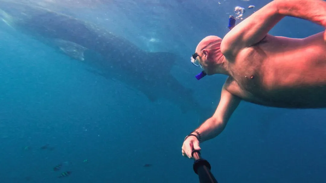 Snorkeler whale shark action bohol