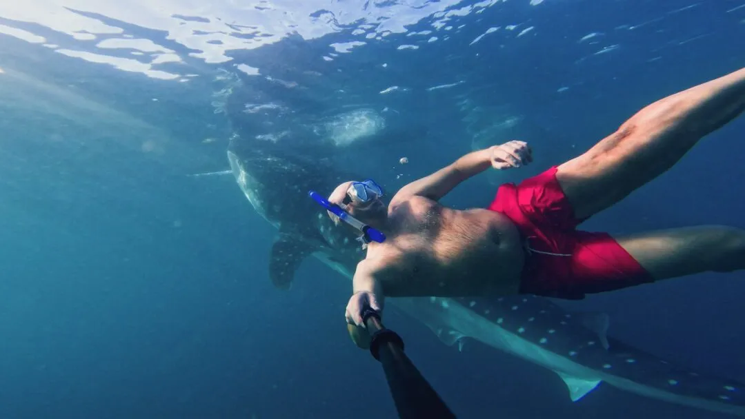 Snorkeler whale shark best light bohol
