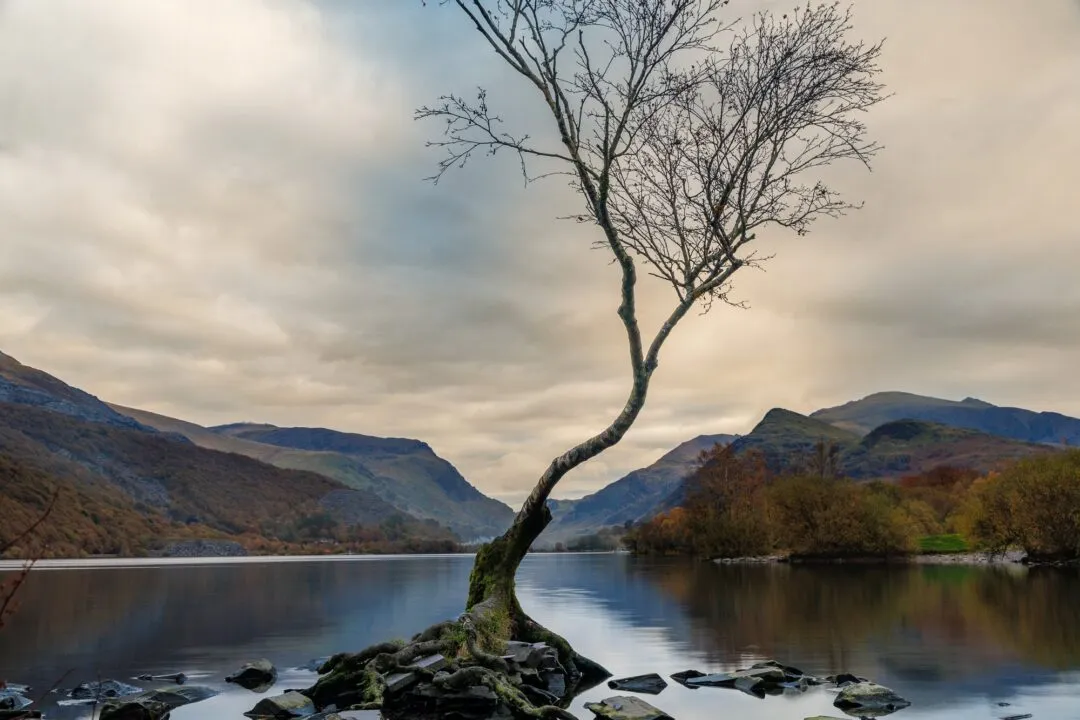 Snowdonia lonely tree llyn padarn landscape