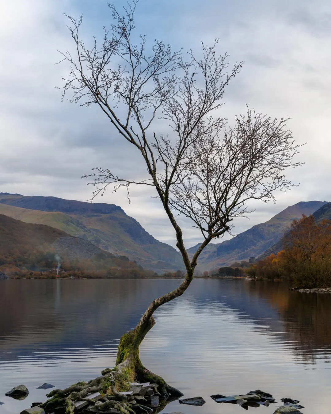 Snowdonia lonely tree llyn padarn portrait