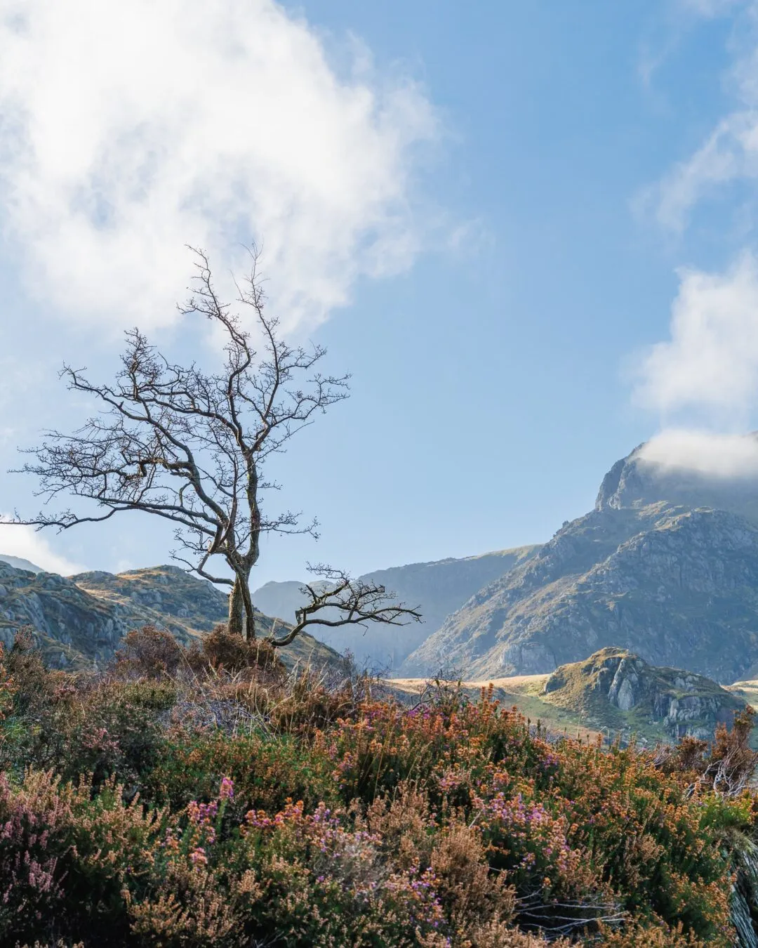Snowdonia nant ffrancon heather tree silhouette