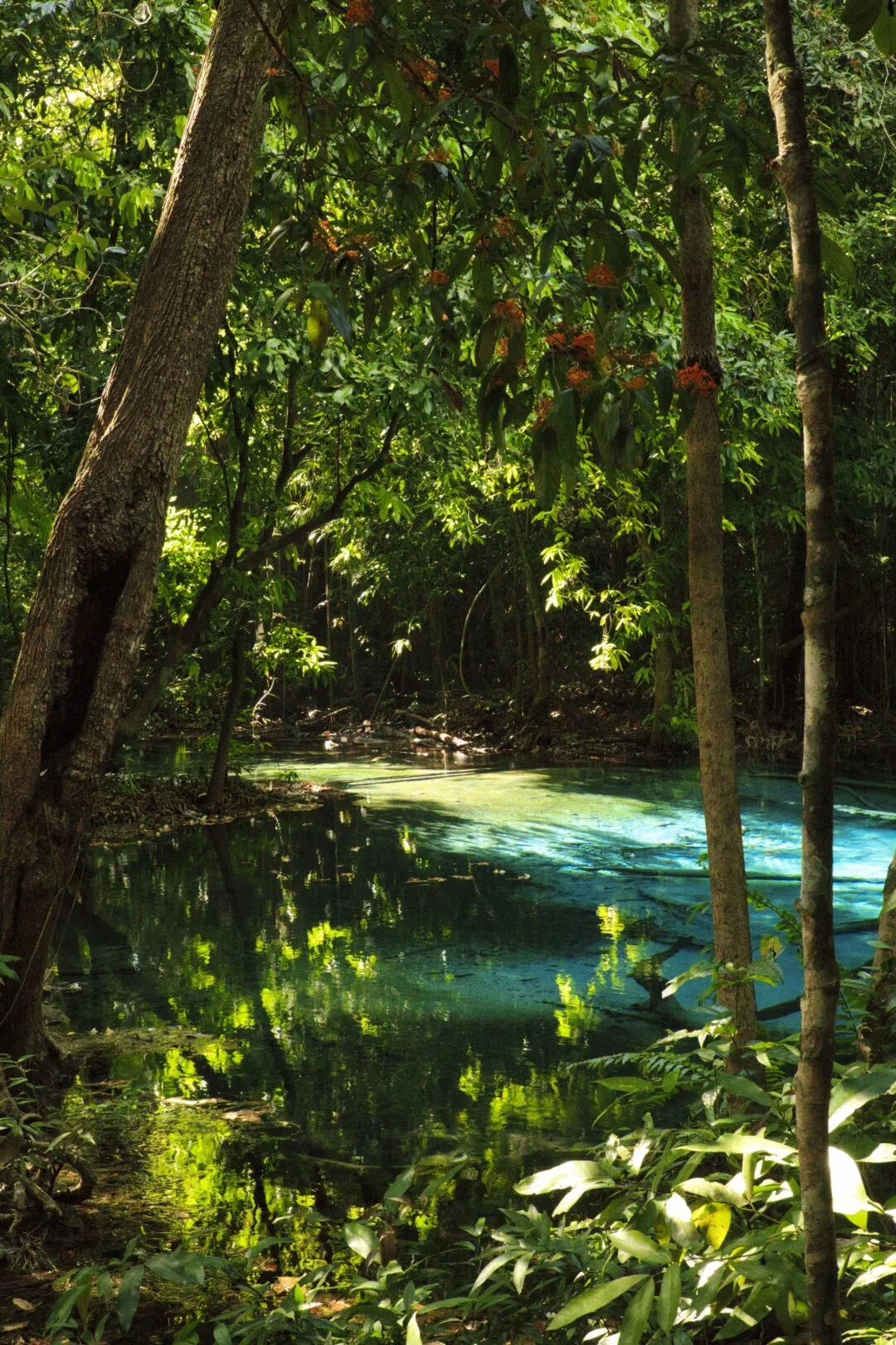 A turquoise spring pool viewed through flowering branches with dappled light, Thailand.
