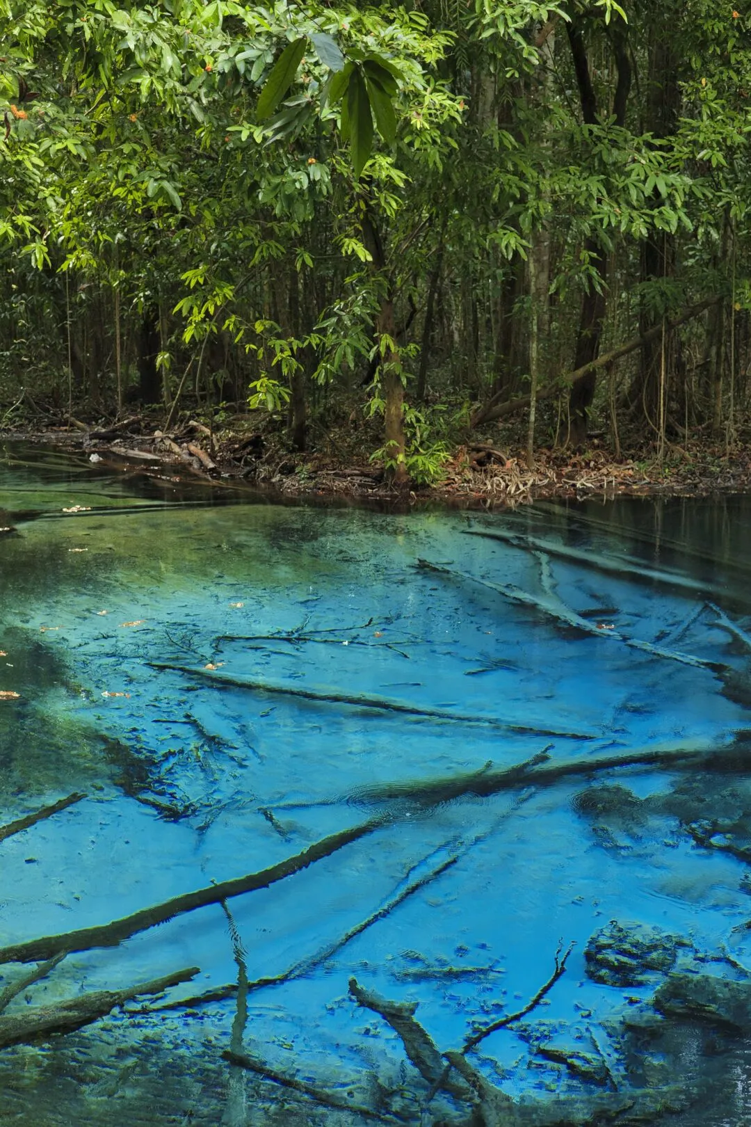 A close crop of submerged tree branches beneath electric-blue spring water in Thailand.