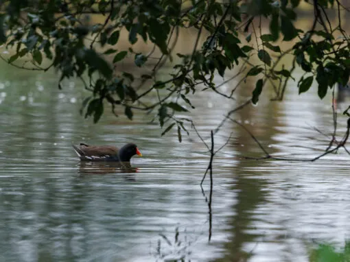 Staunton Park Photography