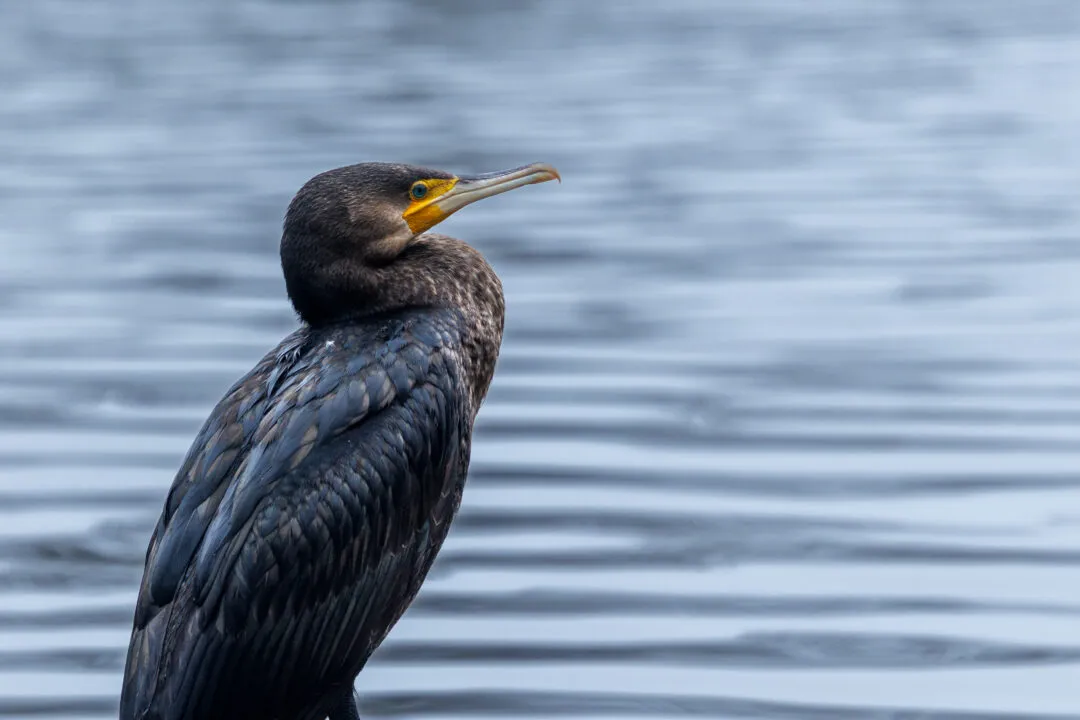 Cormorant closeup, Staunton Country Park, Hampshire