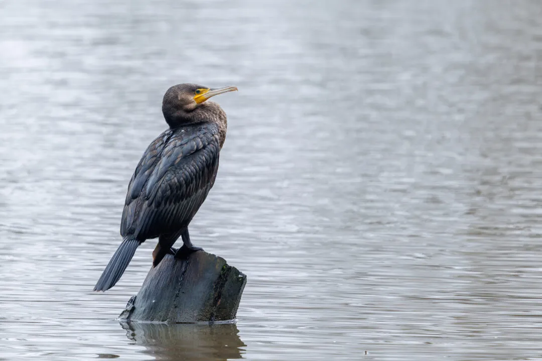 Cormorant portrait, Staunton Country Park, Hampshire