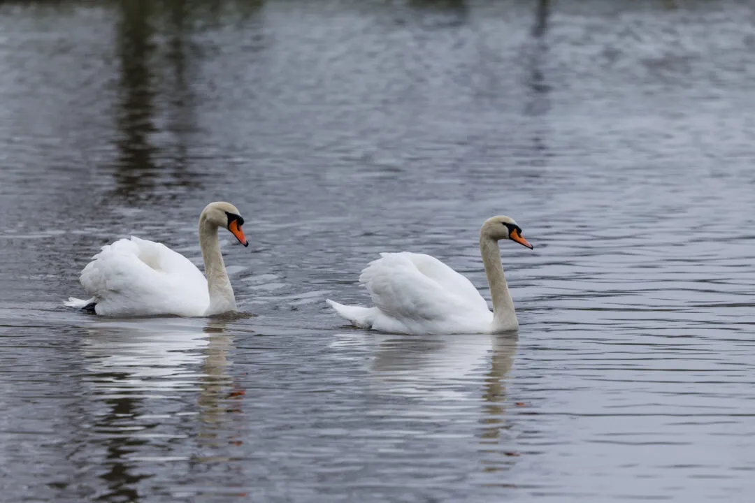 Mute swans pair, Staunton Country Park, Hampshire