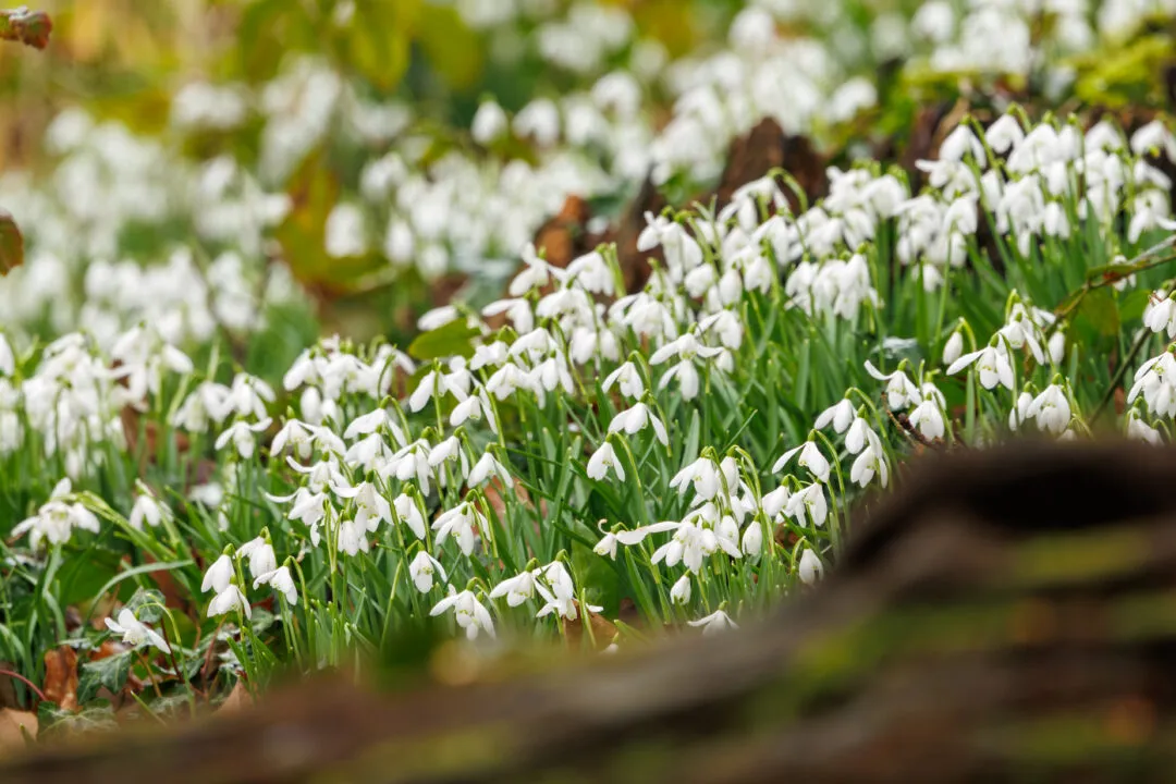 Snowdrops carpet bokeh, Staunton Country Park, Hampshire