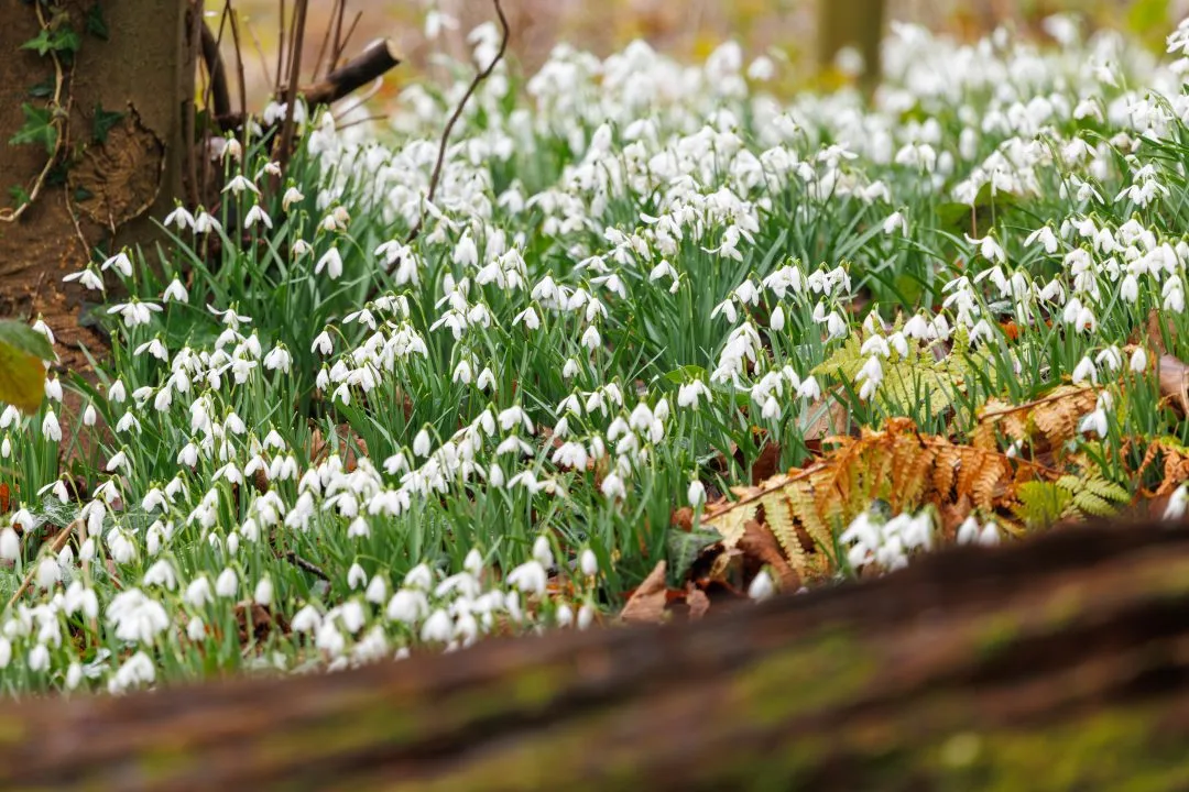 Snowdrops tree ferns, Staunton Country Park, Hampshire