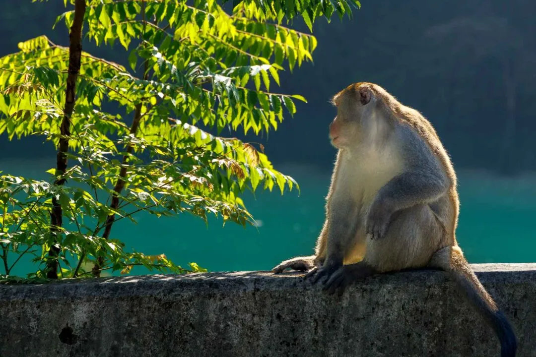 Backlit macaque on a wall with the turquoise lake and misty hills behind, Sun Moon Lake, Taiwan