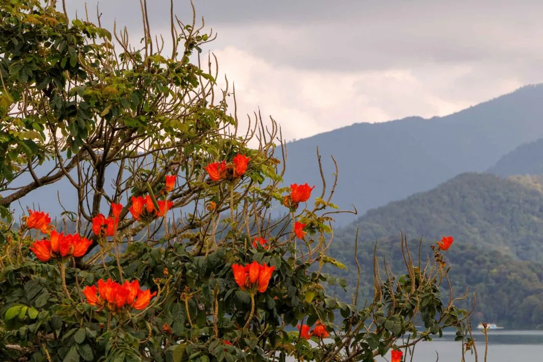 Red and orange tulip-tree blossoms against lake and mountains, Sun Moon Lake, Taiwan
