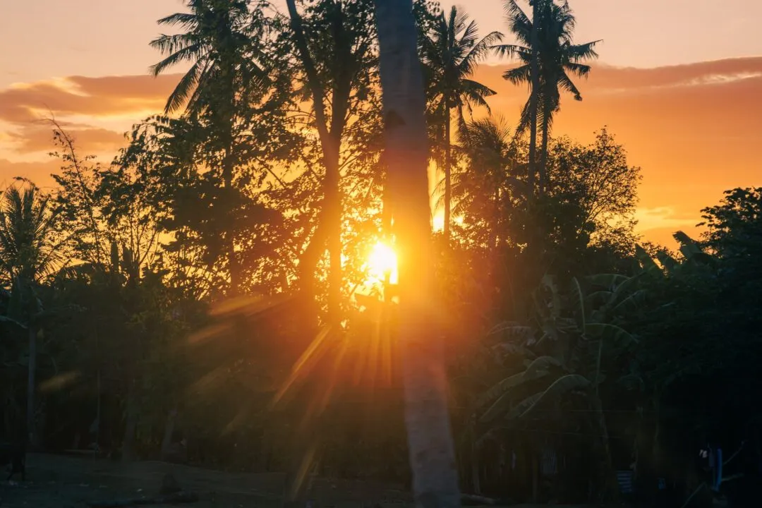 Sunburst palm trunks dramatic light cebu