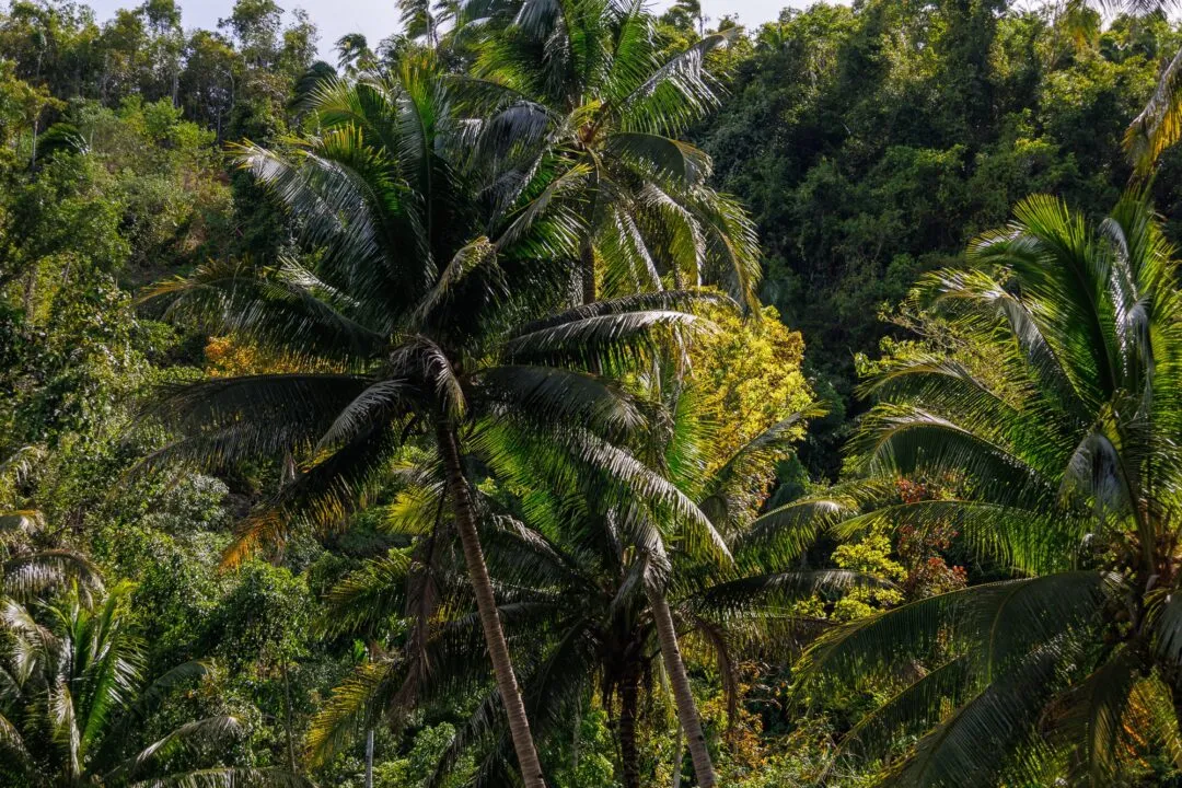Sunlit palm canopy texture bohol