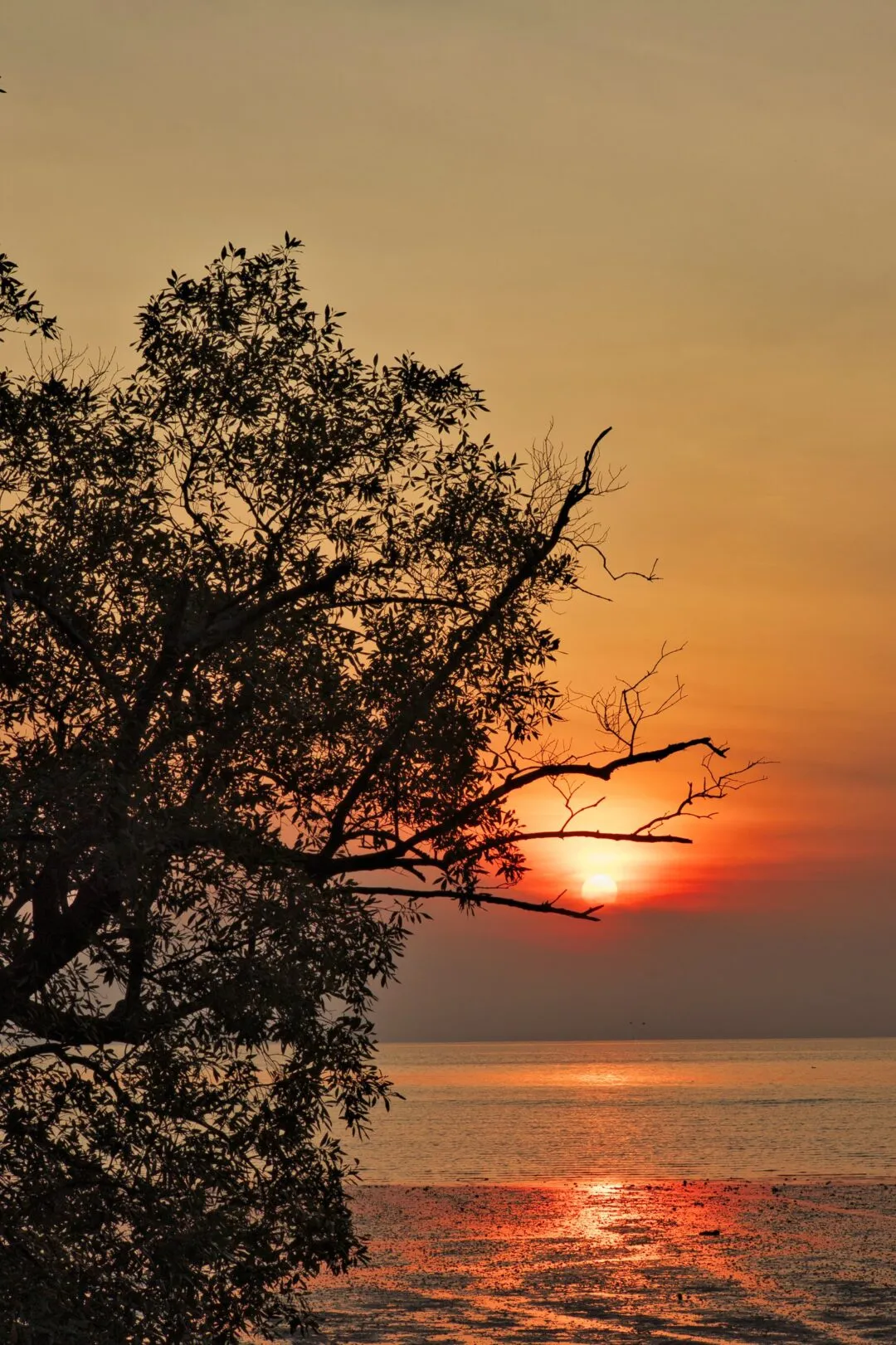 The sun setting at the horizon through silhouetted tree branches over a tidal beach in Thailand.