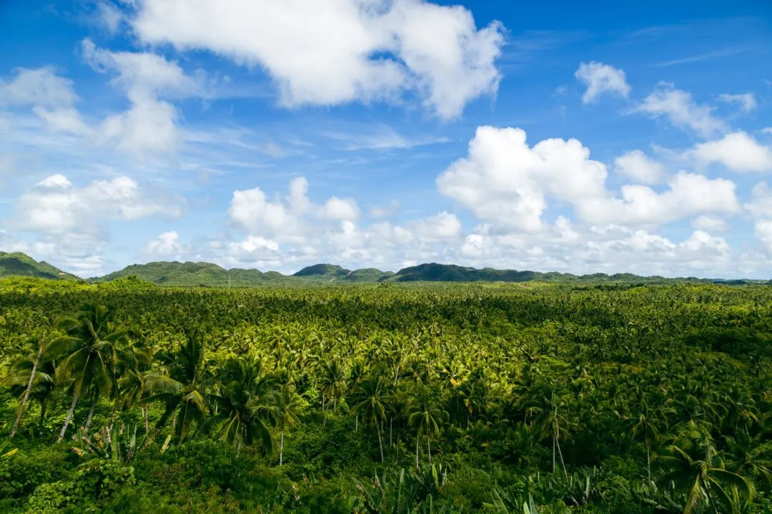 Sweeping palm plantation hills landscape siargao