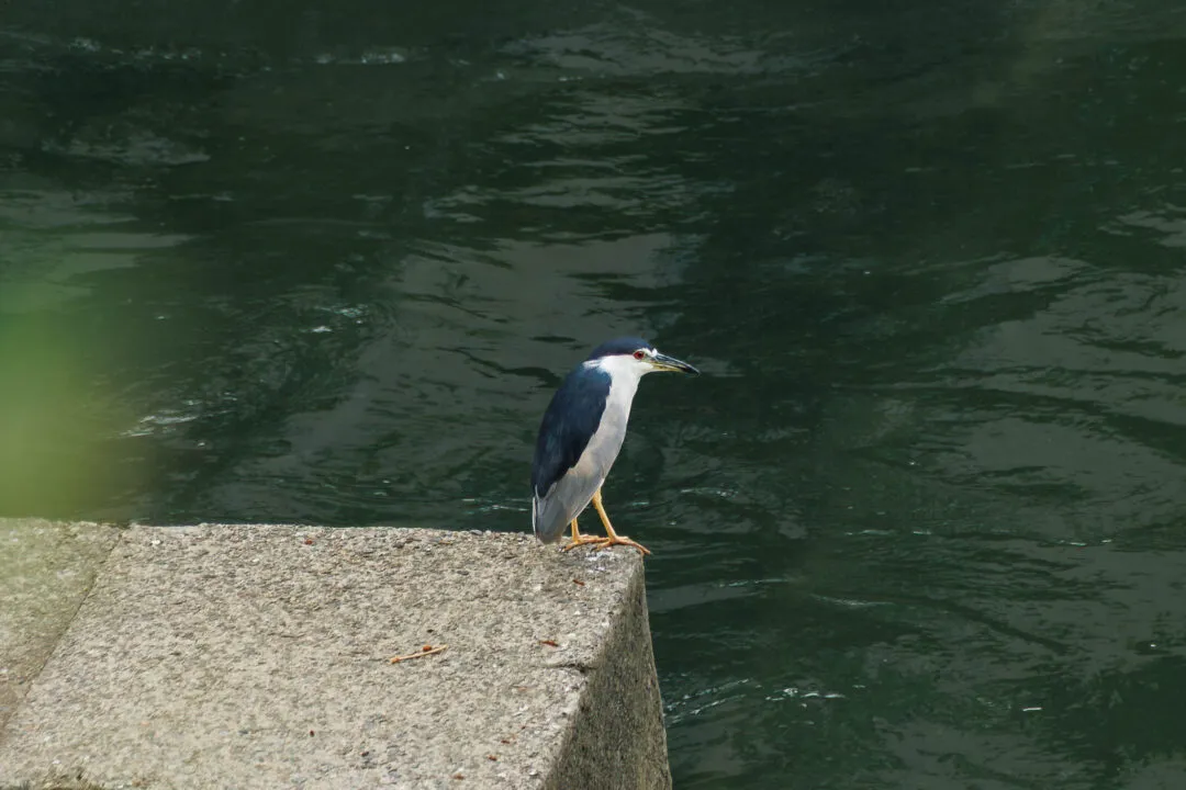 Black-crowned night heron portrait on a concrete ledge, Taichung, Taiwan