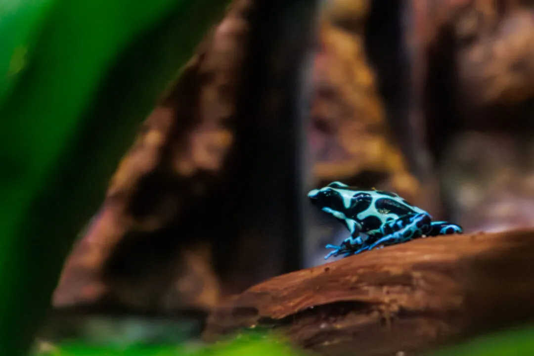Vivid blue poison dart frog, macro shot, Natural Science Museum, Taichung, Taiwan