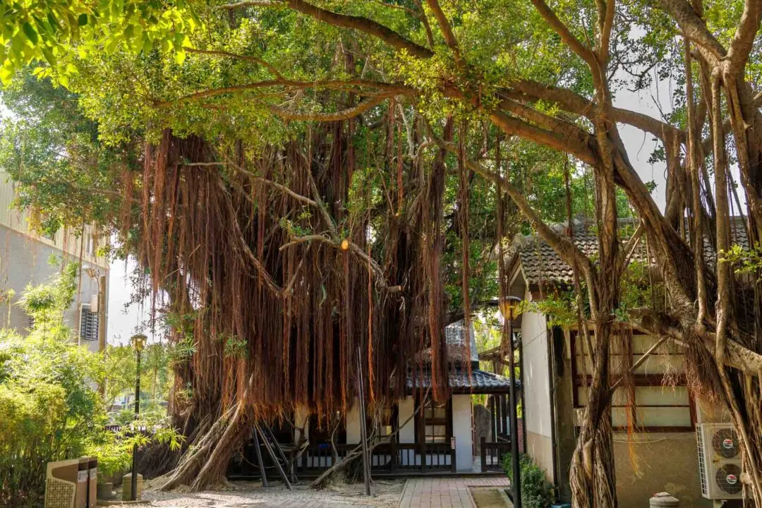 Huge banyan tree with red aerial roots draped over a ruin house, Anping Tree House, Tainan, Taiwan