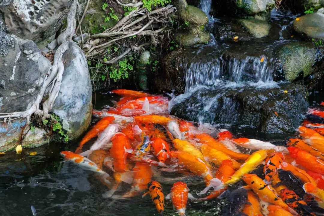 Koi pond with vivid orange fish and a trickling waterfall, Tainan, Taiwan