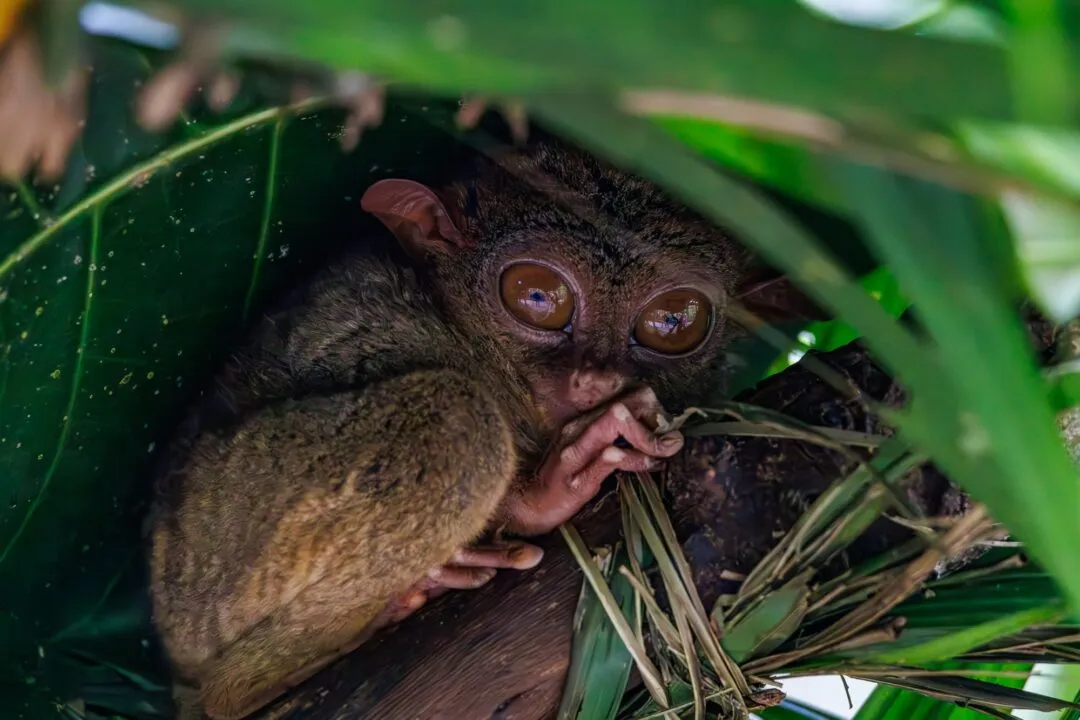 Tarsier nibbling branch bohol