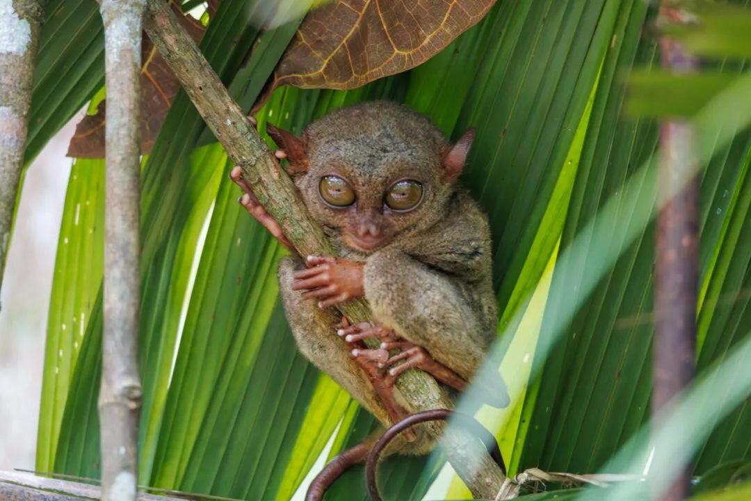 Tarsier portrait direct gaze bohol