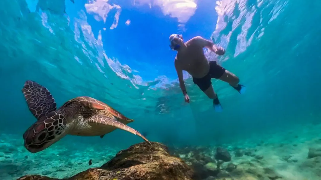 Turtle diver background graded cebu