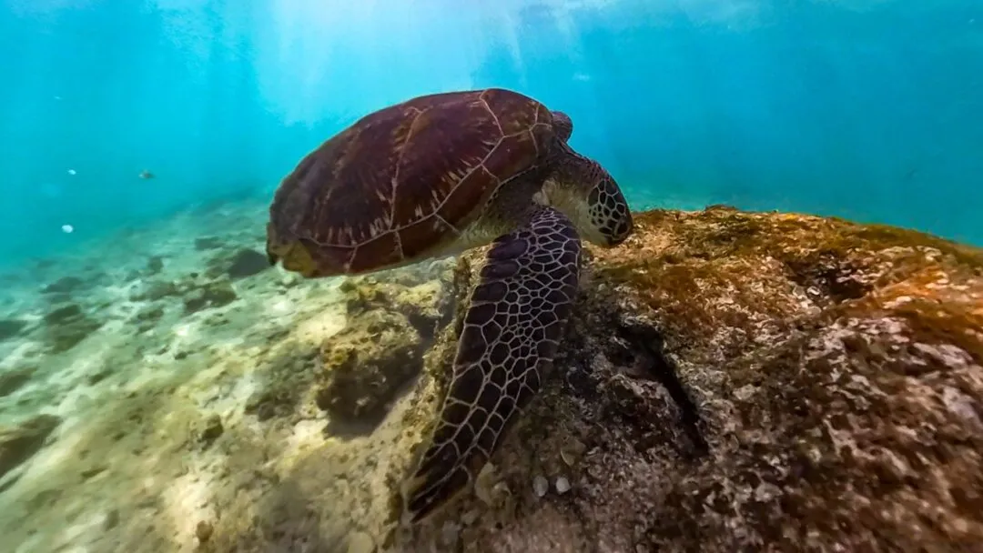 Turtle grazing reef environmental cebu