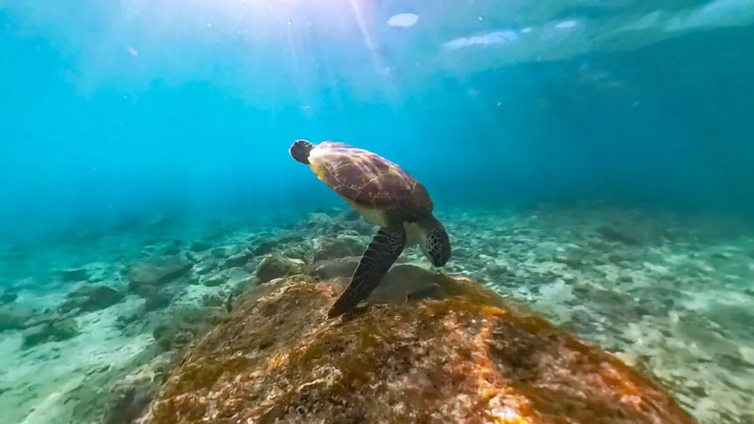 Turtle rock sunburst vertical cebu