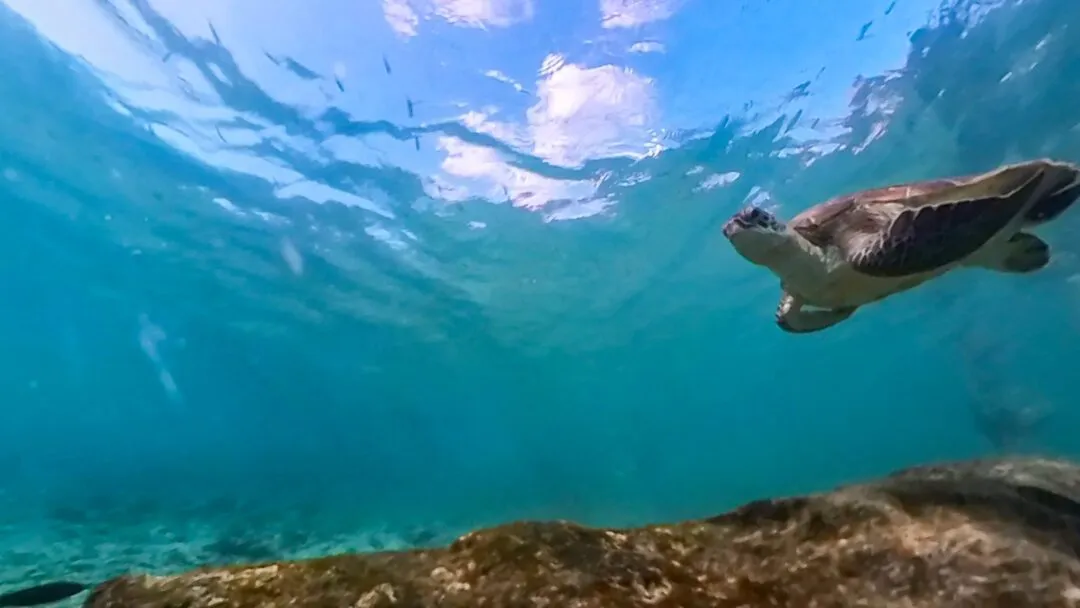 Turtle snorkeler sunburst cebu