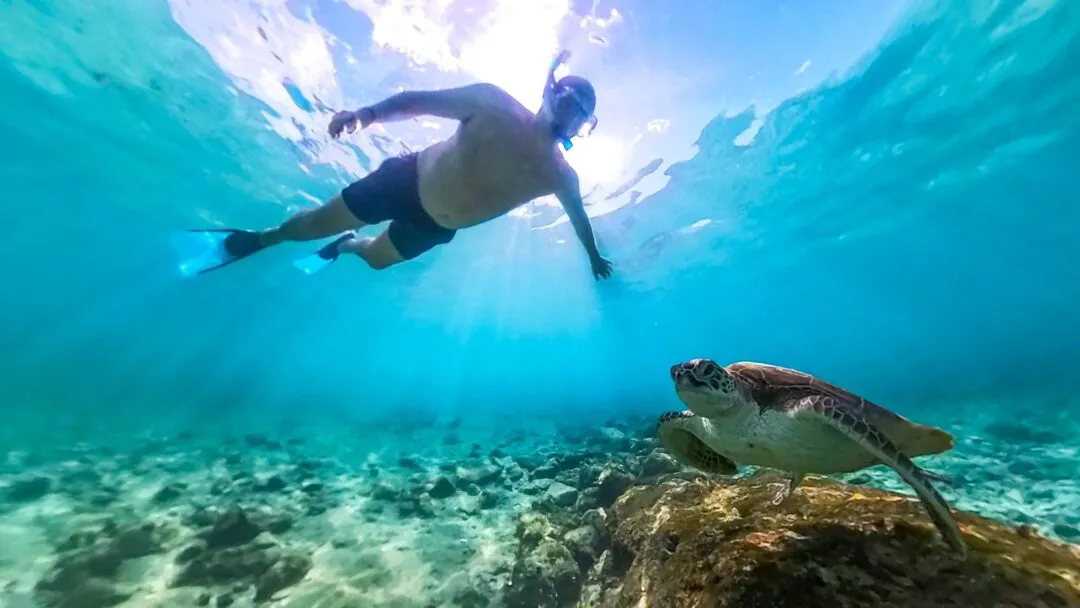 Turtle swimming towards camera cebu