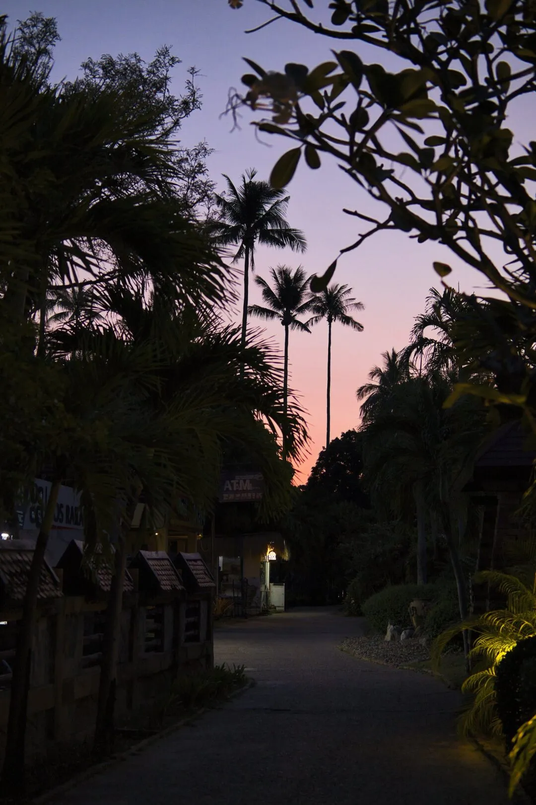 A twilight street scene with silhouetted palm trees and illuminated shop signage in Thailand.