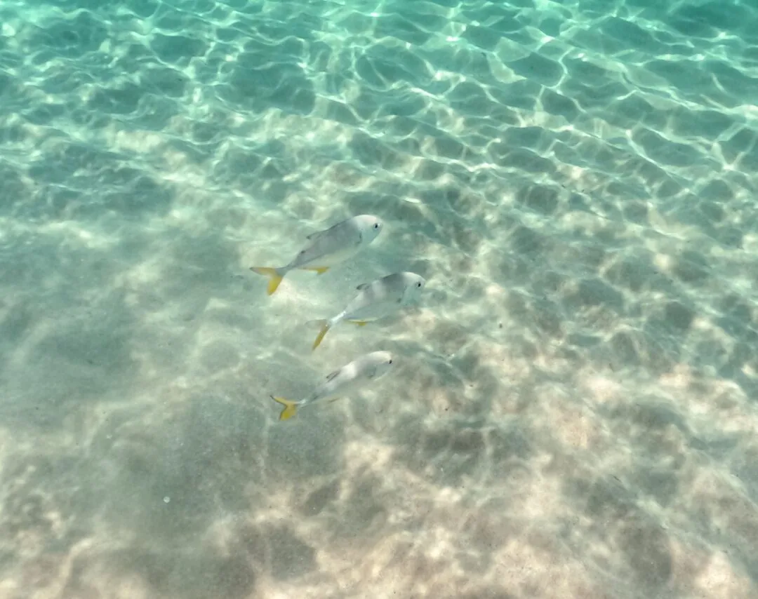 Underwater reef fish sand dappled light El Nido