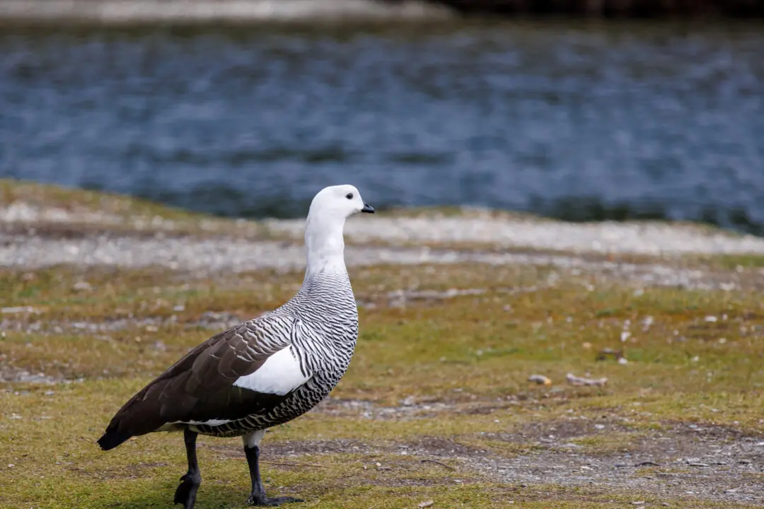Side-profile portrait of an upland goose against soft blue water near Ushuaia, Tierra del Fuego