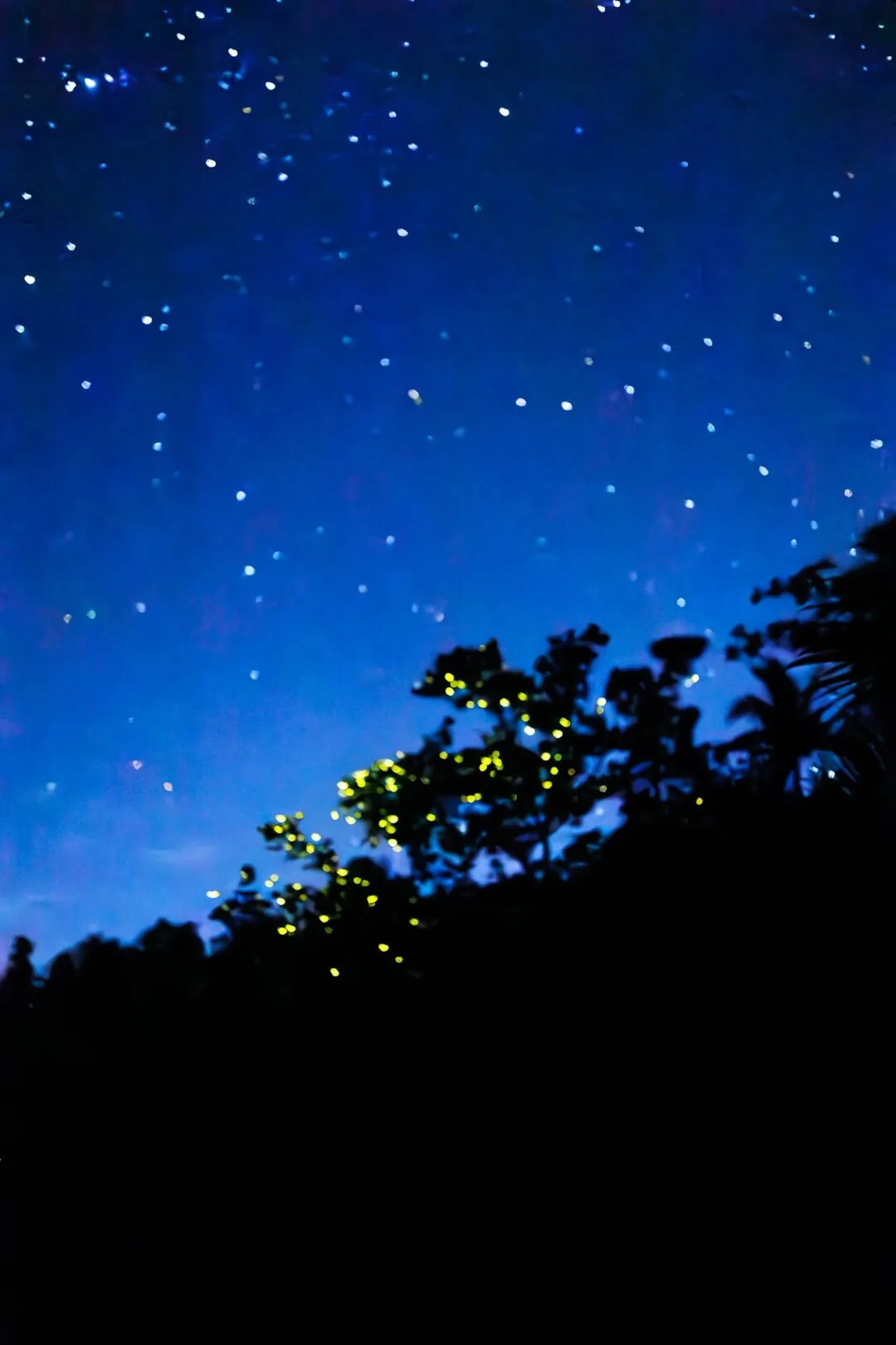 Vertical firefly tree starry sky bohol