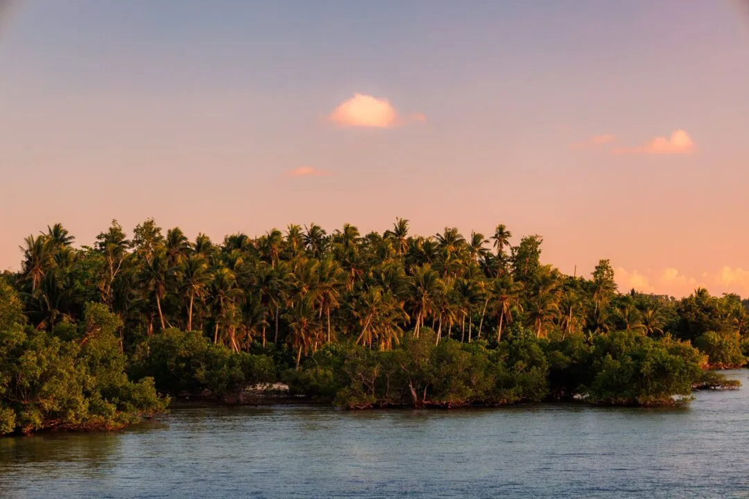 Warm palm treeline sunset reflection siargao