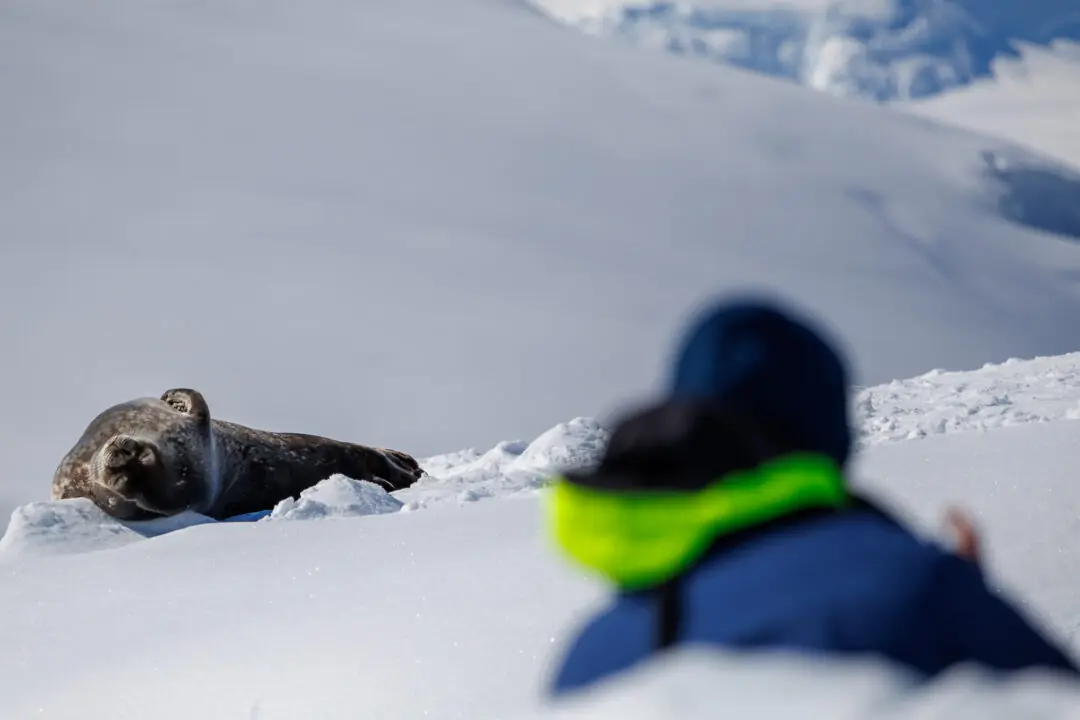 Weddell seal curled on its back with a tight crop on its whiskered face, Antarctica