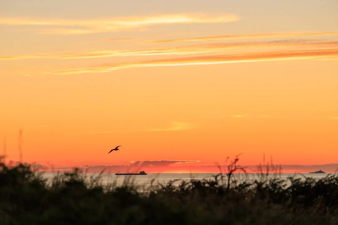 Gull silhouette ship island foreground grass, West Hook Farm