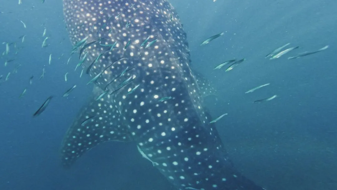 Whale shark baitfish swarm bohol