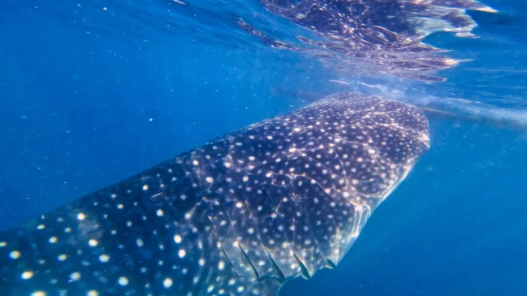 Whale shark gill slits close up bohol