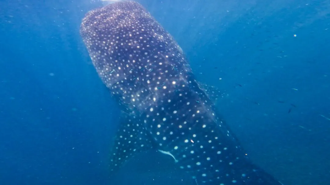 Whale shark head on spot pattern bohol