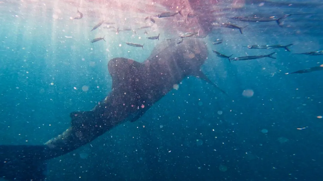 Whale shark light rays baitfish bohol