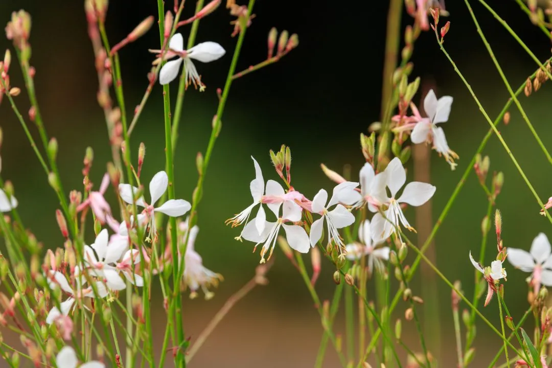 White Gaura Whirling Butterflies Flowers, Portsmouth