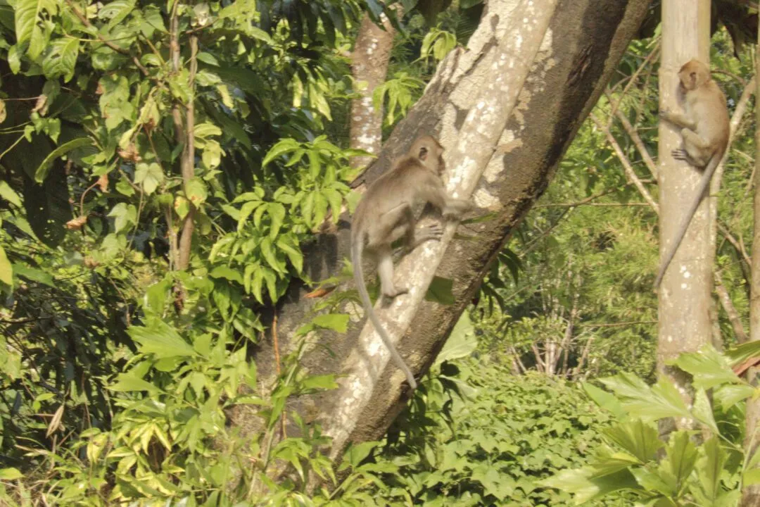 Two wild macaques climbing a bark tree trunk in a Thai rainforest.